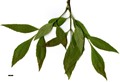 SpeciesSub: var. toumeyi SpeciesSub: var. toumeyi
